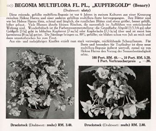 B. ‘Kupfergold’